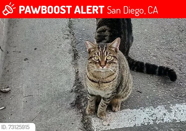 Lost Female Cat last seen Friars and trolley station gaines, San Diego, CA 92110