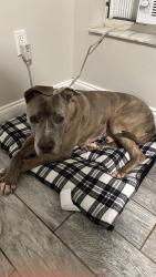 Reunited Male Dog last seen Bird road and 147 ave, Miami, FL 33175