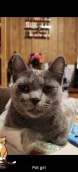 Reunited Female Cat last seen Near N Walnut Rd, Las Vegas, NV 89115, USA, Las Vegas, NV 89115