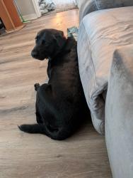 Reunited Female Dog last seen Jennings Rd and Upper Station Camp Creek Rd, Sumner County, TN 37066