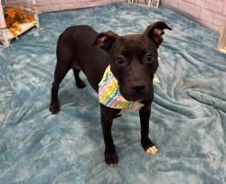 Shelter Stray Female Dog last seen Near BLOCK SARATOGA ST, DETROIT MI 48205, 7401 Chrysler Dr, Detroit, MI 48211, USA