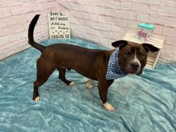 Shelter Stray Male Dog last seen Near BLOCK RUTLAND ST, DETROIT MI 48227, 7401 Chrysler Dr, Detroit, MI 48211, USA
