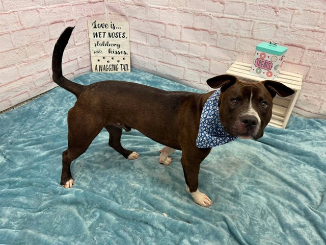 Shelter Stray Male Dog last seen Near BLOCK RUTLAND ST, DETROIT MI 48227, 7401 Chrysler Dr, Detroit, MI 48211, USA