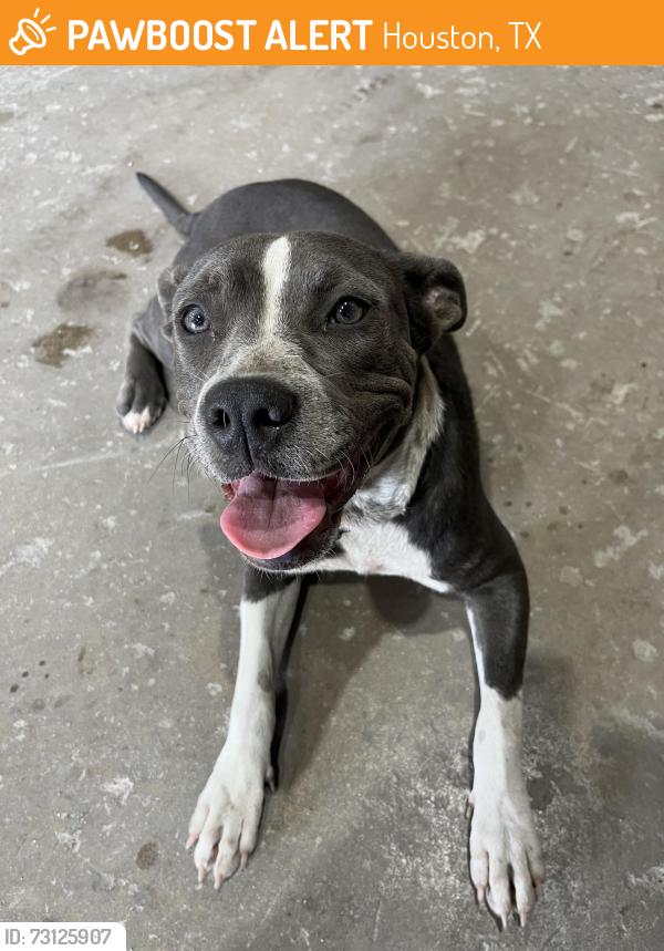 Found/Stray Female Dog last seen NRG STADIUM, Houston, TX 77048