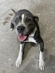 Found/Stray Female Dog last seen NRG STADIUM, Houston, TX 77048