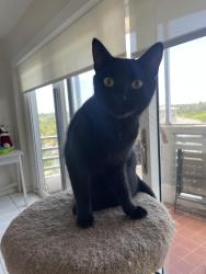 Lost Female Cat last seen Crandon Boulevard and Galen Drive across from the fire station, Key Biscayne, FL 33149