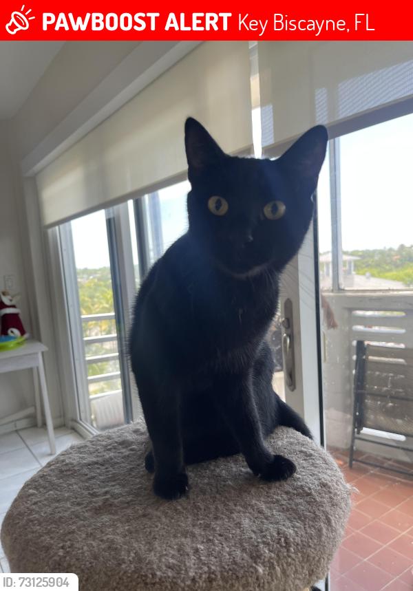 Lost Female Cat last seen Crandon Boulevard and Galen Drive across from the fire station, Key Biscayne, FL 33149