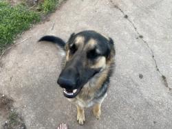 Lost Female Dog last seen Pickard and memorial (89th) McLoud, McLoud, OK 74851