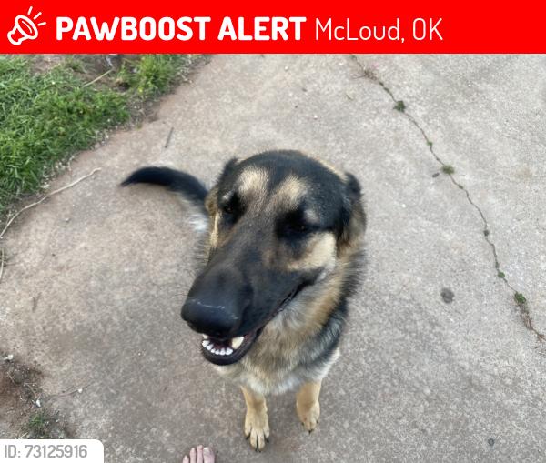 Lost Female Dog last seen Pickard and memorial (89th) McLoud, McLoud, OK 74851