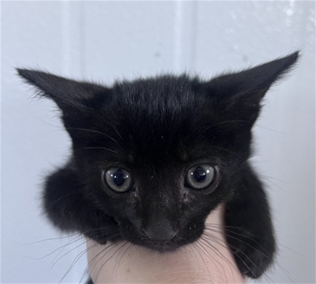Shelter Stray Female Cat last seen N CLIFFORD WEST EASTON, 333 Chandler Pl, San Bernardino, CA 92408, USA