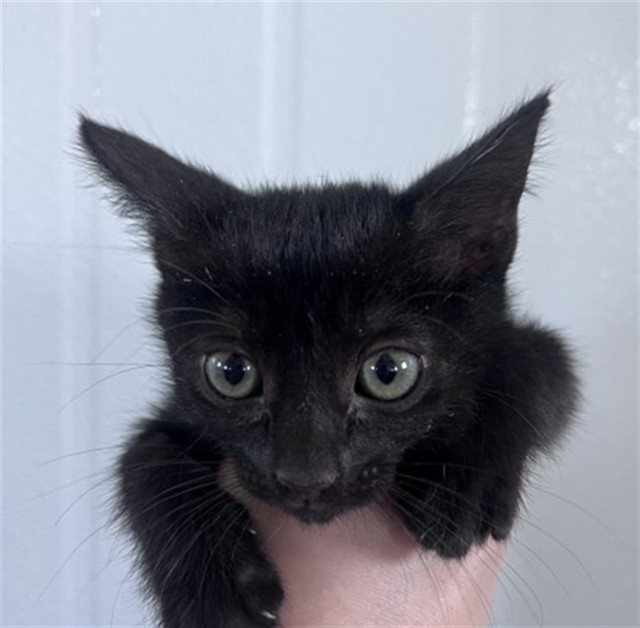 Shelter Stray Female Cat last seen N CLIFFORD WEST EASTON, 333 Chandler Pl, San Bernardino, CA 92408, USA