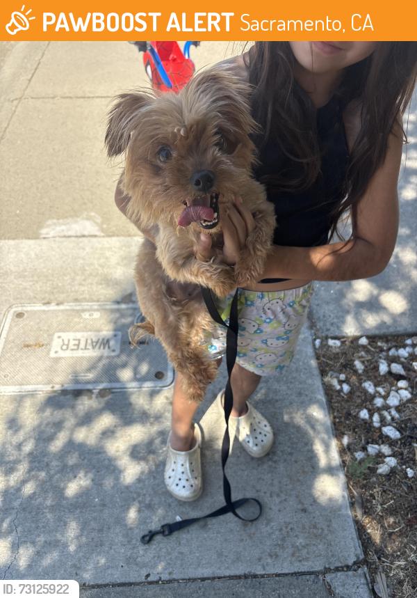 Found/Stray Female Dog last seen Pine River and Calvin, Sacramento, CA 95823