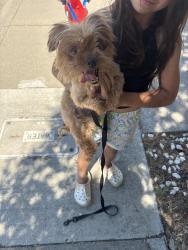 Found/Stray Female Dog last seen Pine River and Calvin, Sacramento, CA 95823