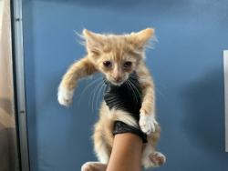 Shelter Stray Male Cat last seen WALNUT ST X S RANCHO AVE, 333 Chandler Pl, San Bernardino, CA 92408, USA