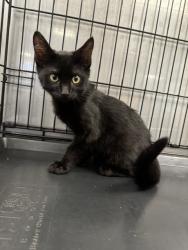 Shelter Stray Male Cat last seen , 14409 Vanowen St, Van Nuys, CA 91405, USA