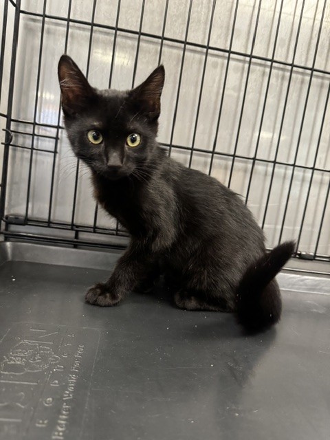 Shelter Stray Male Cat last seen , 14409 Vanowen St, Van Nuys, CA 91405, USA