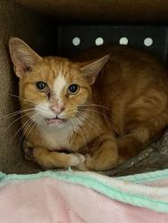 Shelter Stray Male Cat last seen Near BLOCK S 2ND ST, 3528 Newburg Rd, Louisville, KY 40218, USA
