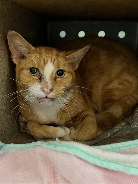 Shelter Stray Male Cat last seen Near BLOCK S 2ND ST, 3528 Newburg Rd, Louisville, KY 40218, USA
