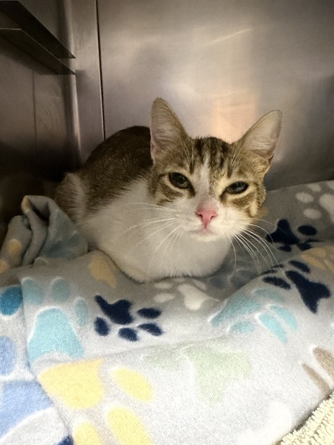 Shelter Stray Female Cat last seen , 600 Aviation Dr, Camarillo, CA 93010, USA