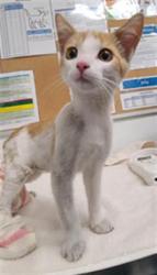 Shelter Stray Male Cat last seen , 600 Aviation Dr, Camarillo, CA 93010, USA