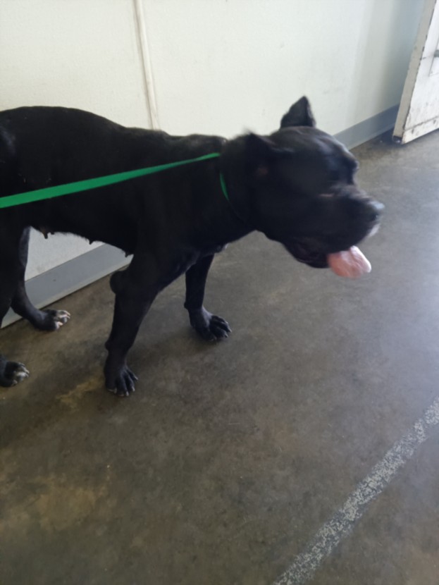 Shelter Stray Female Dog last seen , 1850 W 60th St, Los Angeles, CA 90047, USA