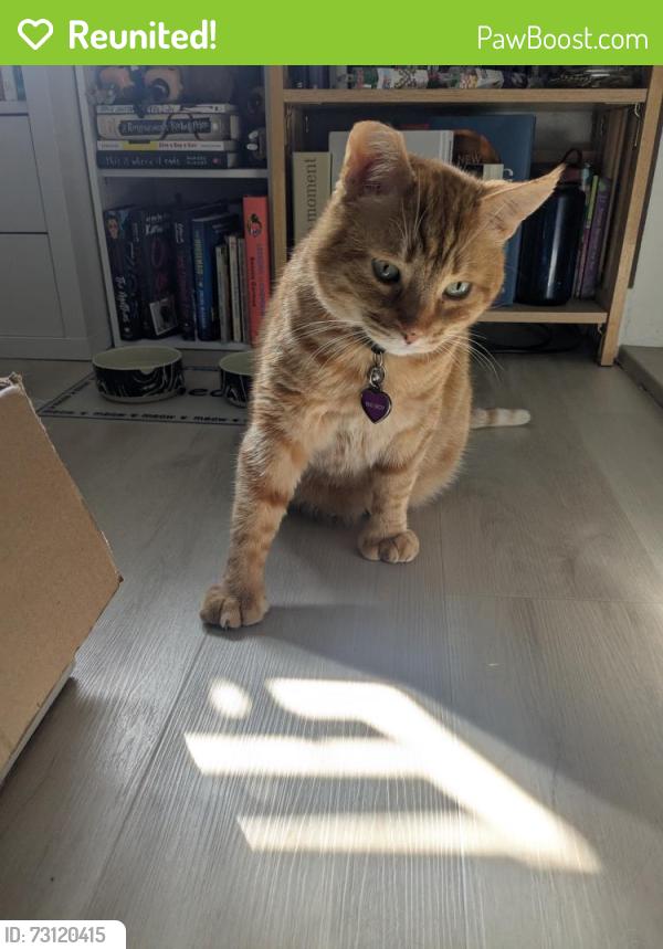 Reunited Male Cat last seen Concordia/Lincoln, Concordia/Pacific, Alameda, CA 94501