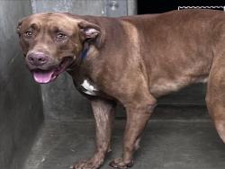 Shelter Stray Male Dog last seen , 1850 W 60th St, Los Angeles, CA 90047, USA