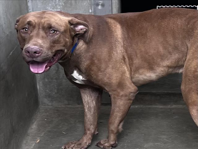 Shelter Stray Male Dog last seen , 1850 W 60th St, Los Angeles, CA 90047, USA