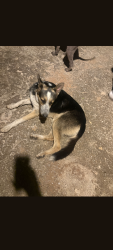 Reunited Male Dog last seen Air Depot Blvd between Britton and Wilshire Blvd, Oklahoma City, OK 73151
