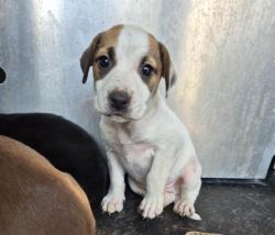 Shelter Stray Male Dog last seen Near BLOCK SIMS AVE, 4710 TX-151, San Antonio, TX 78227, USA