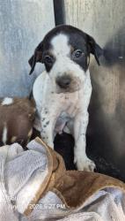 Shelter Stray Male Dog last seen Near BLOCK SIMS AVE, 4710 TX-151, San Antonio, TX 78227, USA