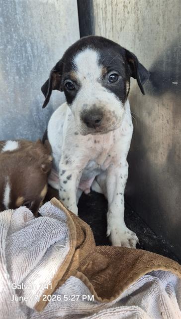 Shelter Stray Male Dog last seen Near BLOCK SIMS AVE, 4710 TX-151, San Antonio, TX 78227, USA