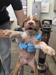 Shelter Stray Male Dog last seen REMAINING PUPS FROM LITTER, 4710 TX-151, San Antonio, TX 78227, USA