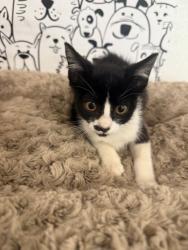 Shelter Stray Male Cat last seen , 957 N Gaffey St, San Pedro, CA 90731, USA