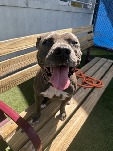 Shelter Stray Female Dog last seen Near BLOCK SW 236TH ST, 3599 NW 79th Ave, Doral, FL 33122, USA