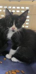 Shelter Stray Unknown Cat last seen CLARK AVE, 4710 TX-151, San Antonio, TX 78227, USA