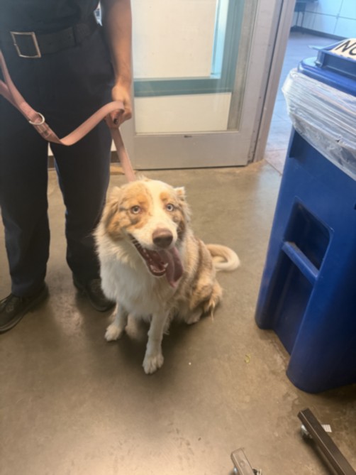 Shelter Stray Female Dog last seen , West Valley Animal Shelter, 20655 Plummer St, Chatsworth, CA 91311, USA