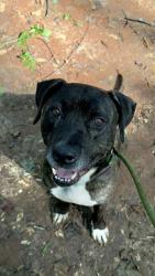Shelter Stray Male Dog last seen CHARLOTTE, 8315 Byrum Dr, Charlotte, NC 28217, USA