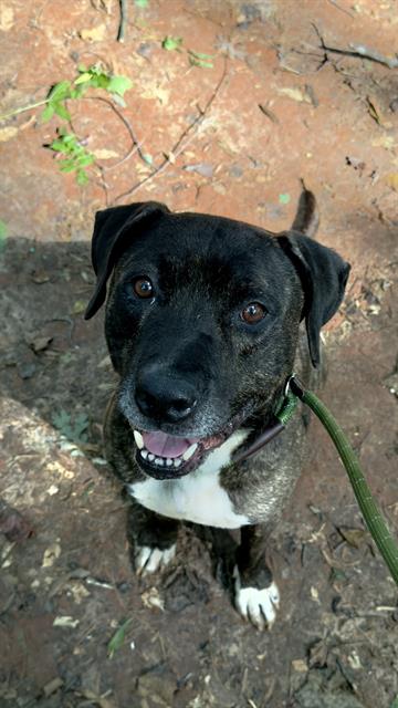 Shelter Stray Male Dog last seen CHARLOTTE, 8315 Byrum Dr, Charlotte, NC 28217, USA