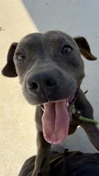 Shelter Stray Male Dog last seen CHARLOTTE, 8315 Byrum Dr, Charlotte, NC 28217, USA