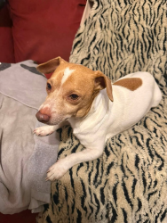 Reunited Male Dog last seen West 49th and Charles page, Tulsa, OK 74127