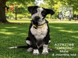 Shelter Stray Male Dog last seen , 3201 Lacy St, Los Angeles, CA 90031, USA
