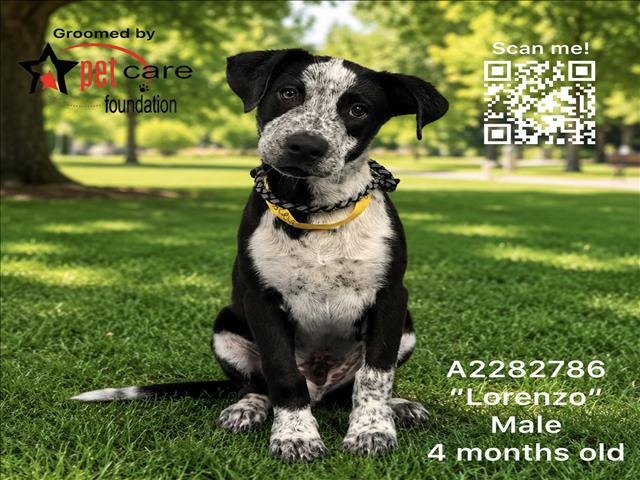 Shelter Stray Male Dog last seen , 3201 Lacy St, Los Angeles, CA 90031, USA