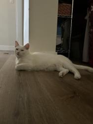 Reunited Female Cat last seen Arroyo park dr &’ arroyo ave, Pomona, CA 91768