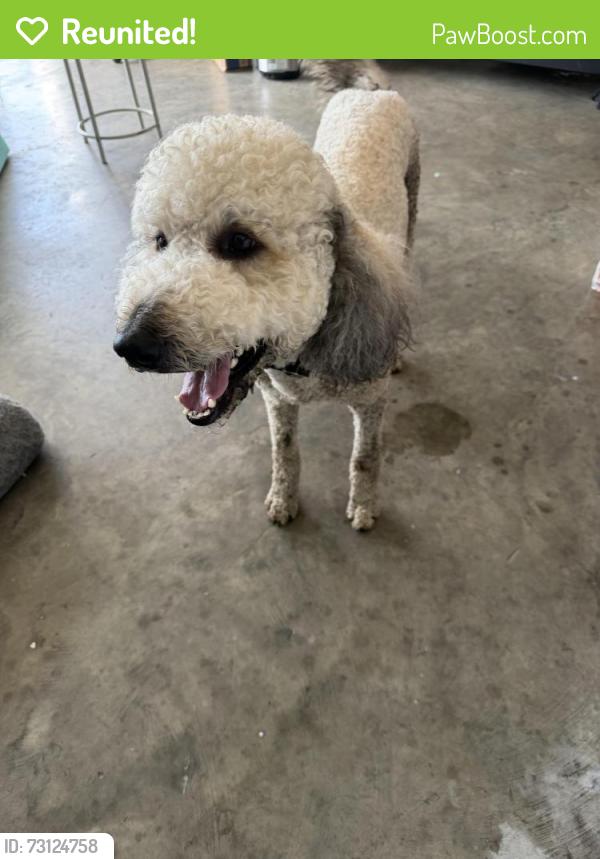 Reunited Male Dog last seen Near Harwood st ne Palm Bay, Palm Bay, FL 32907