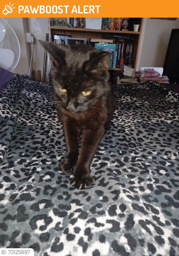 Found/Stray Unknown Cat last seen Keary Road, Swanscombe, Kent, DA10 0BU, Kent, England DA10 0BU