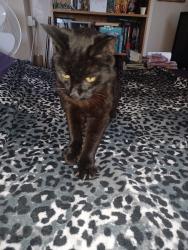 Found/Stray Unknown Cat last seen Keary Road, Swanscombe, Kent, DA10 0BU, Kent, England DA10 0BU