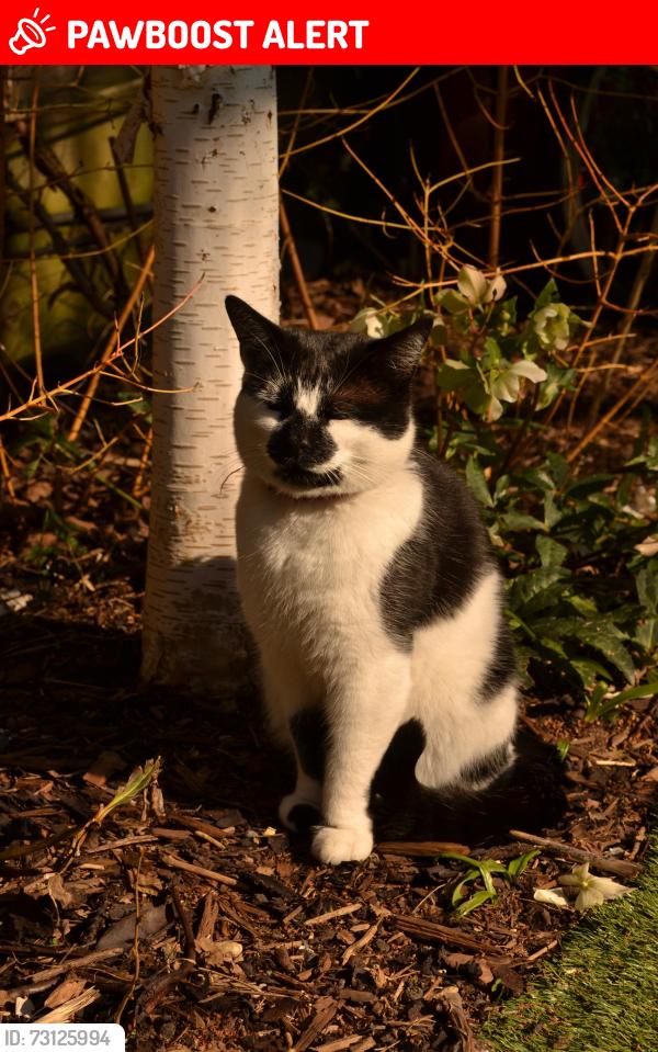Lost Male Cat last seen Ladybur est, Greater London, England N17 9AP