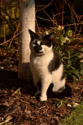 Lost Male Cat last seen Ladybur est, Greater London, England N17 9AP