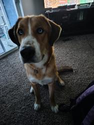 Lost Male Dog last seen Dakota is a block away, Medford, OR 97501